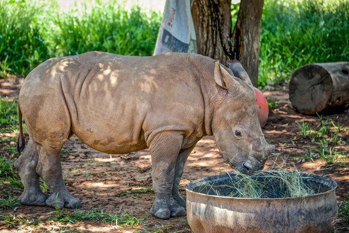 Kumba