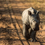 The Rhino Orphanage South Africa