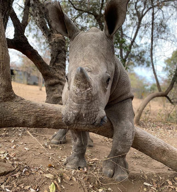 help save rhinos by adopting a baby rhino orphan