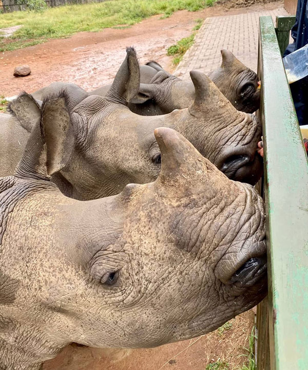 RhinoDiet02