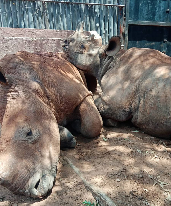 RhinoFriends01