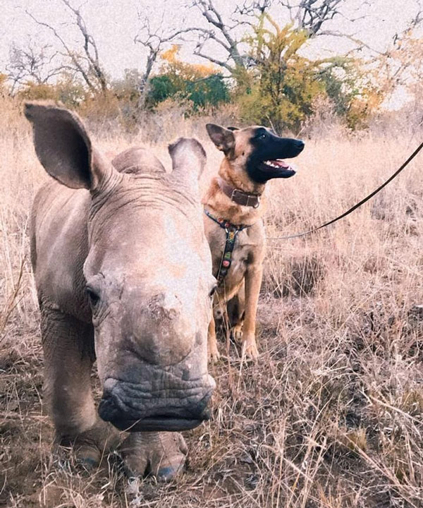 RhinoFriends02