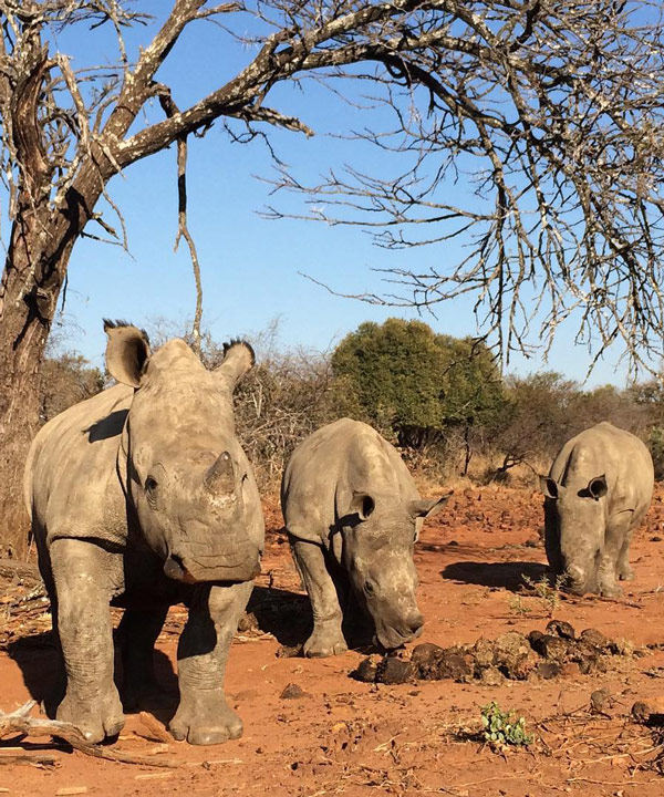 RhinoFriends03