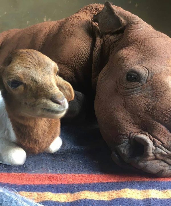 RhinoFriends04