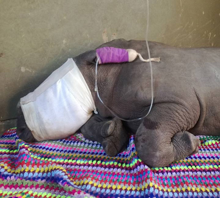 RhinoRescue01