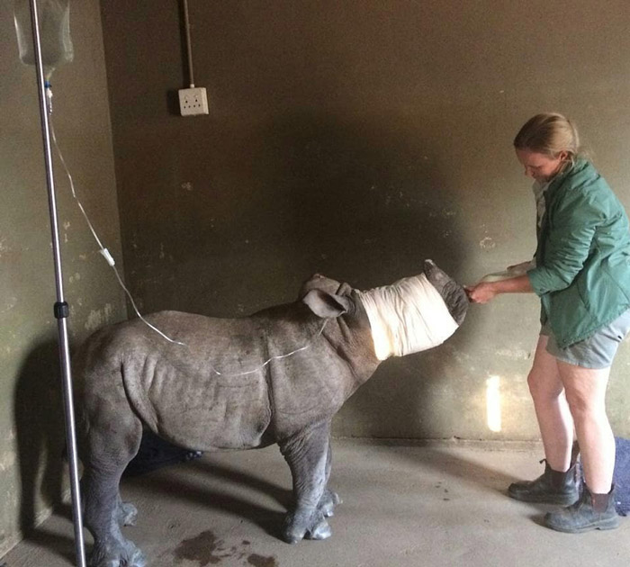 RhinoRescue02
