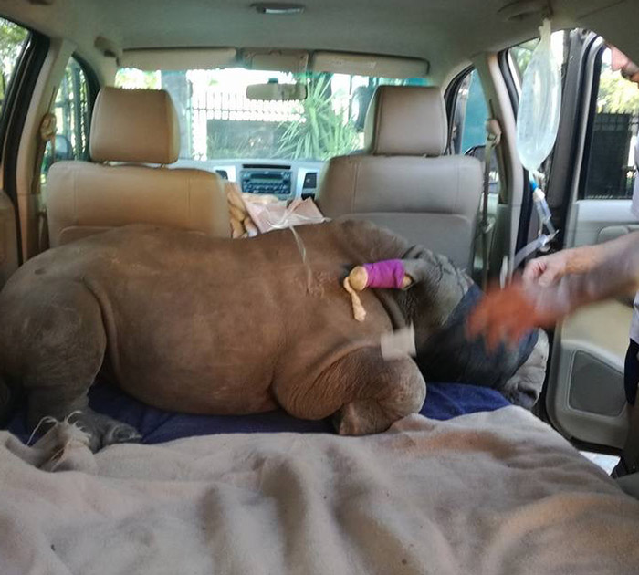 RhinoRescue04