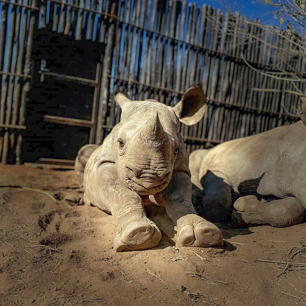 rhino rescue centre, the rhino orphanage south africa
