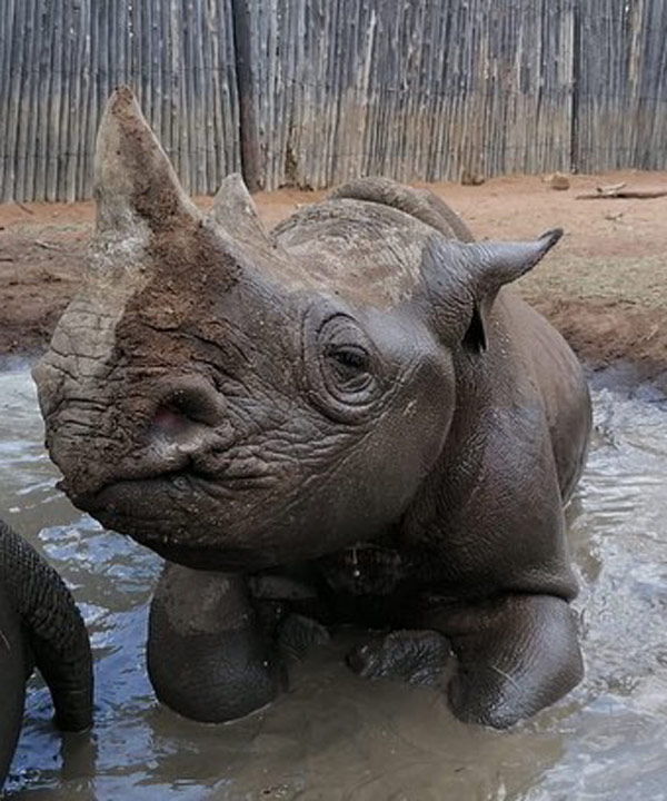 rhino wallowing in mud at rescue centre