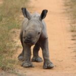 baby rhino pictures
