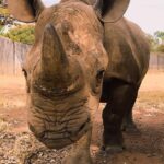 adopt a rhino calf