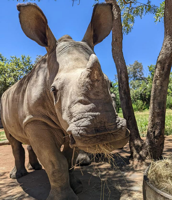 Adopt Amalli - White Rhino Orphan