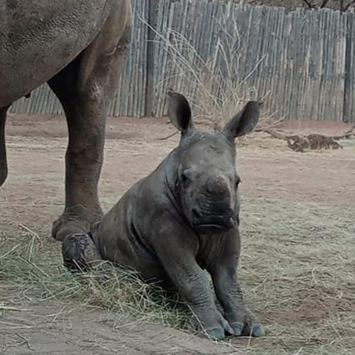 Adopt impi - Baby White Rhino