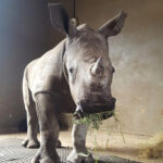 Adopt Nenkani, white rhino orphan