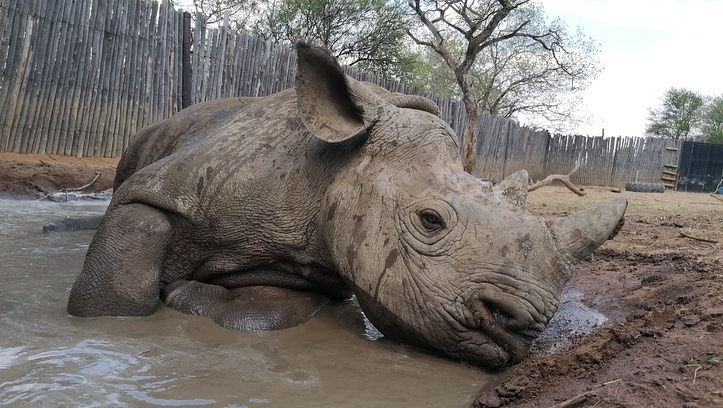 why do rhinos like mud